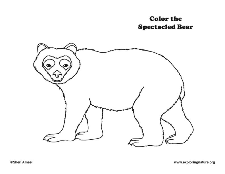 Spectacled Bear Coloring Page,  Spectacled bear