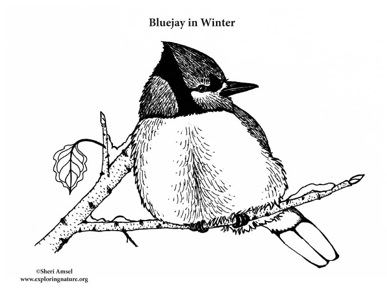Blue Jay in Winter Coloring Page