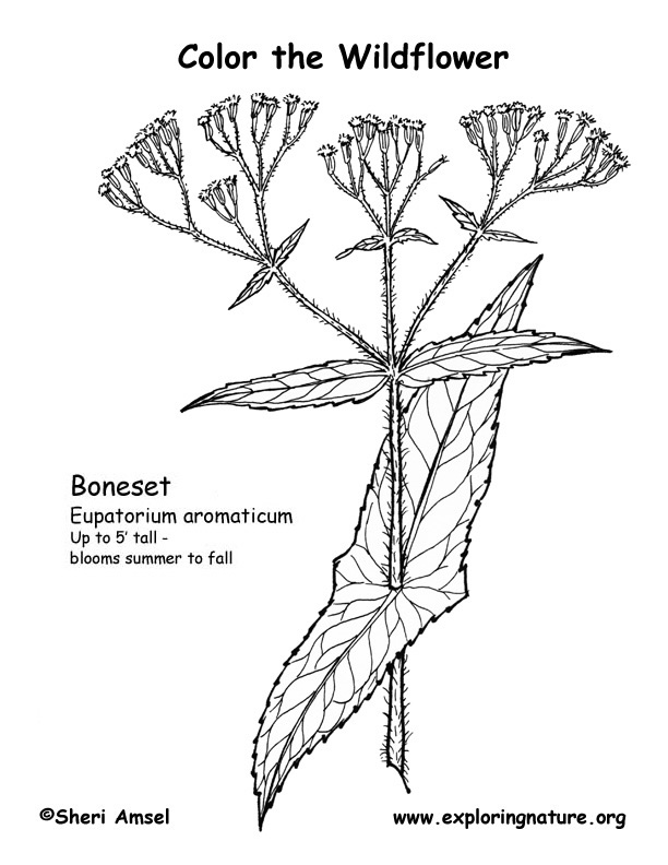 Boneset Coloring Page