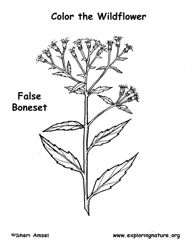 Boneset (False) Coloring Page