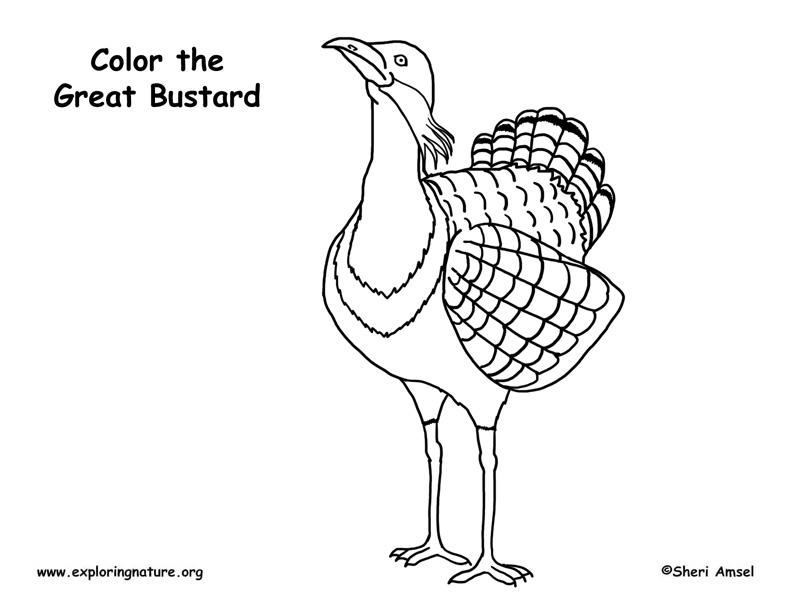 Bustard (Great) Coloring Page