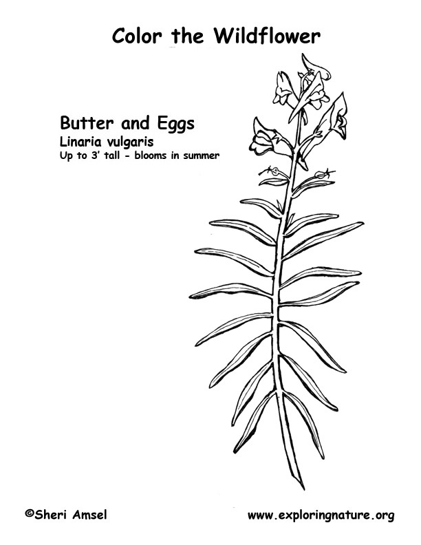 Butter and Eggs Coloring Page