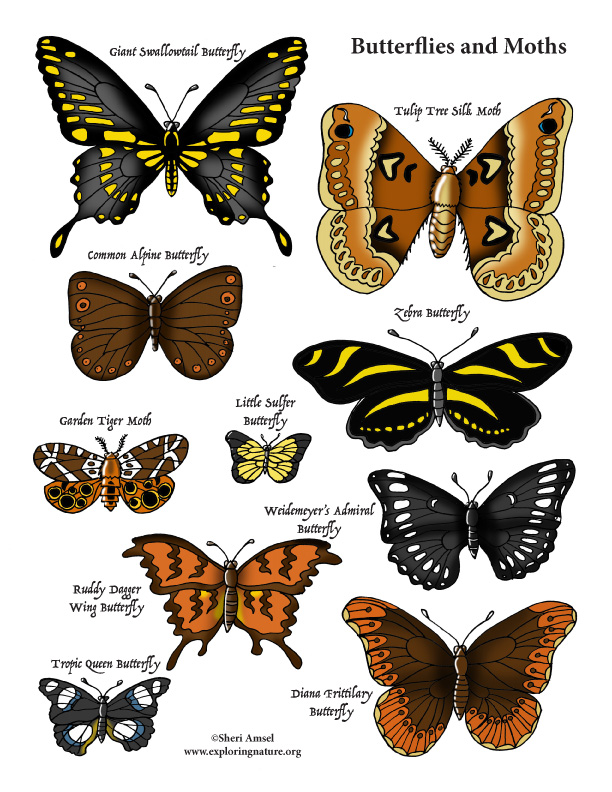 Butterflies Coloring Page