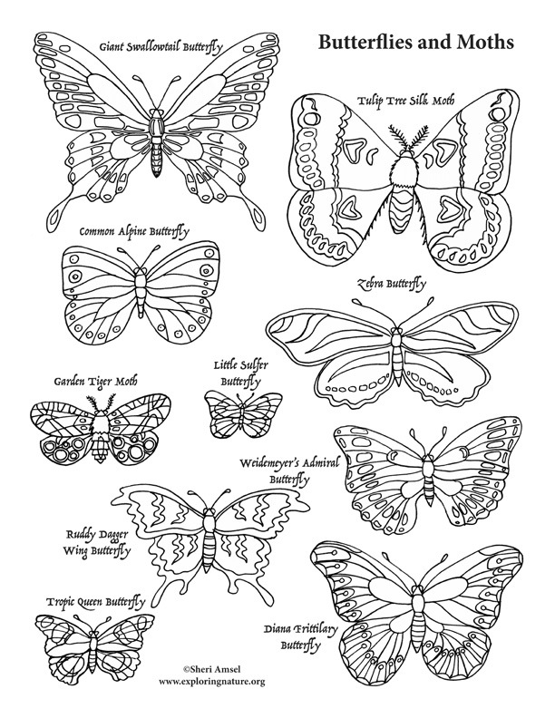Butterflies Coloring Page