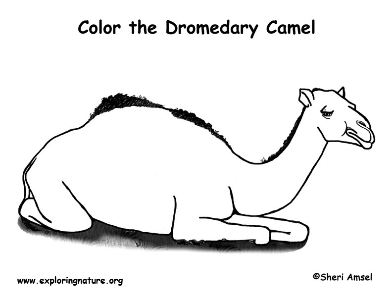 Dromedary Camel Coloring Page