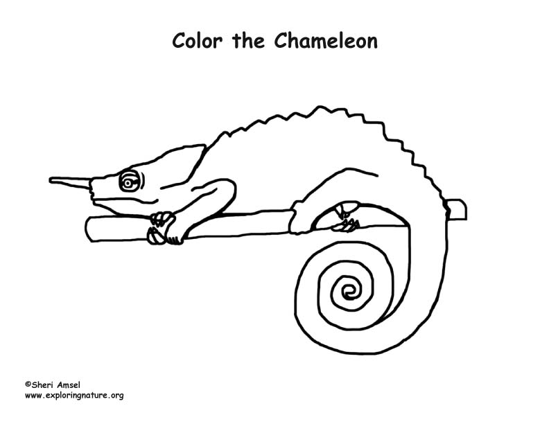 Chameleon Coloring Page
