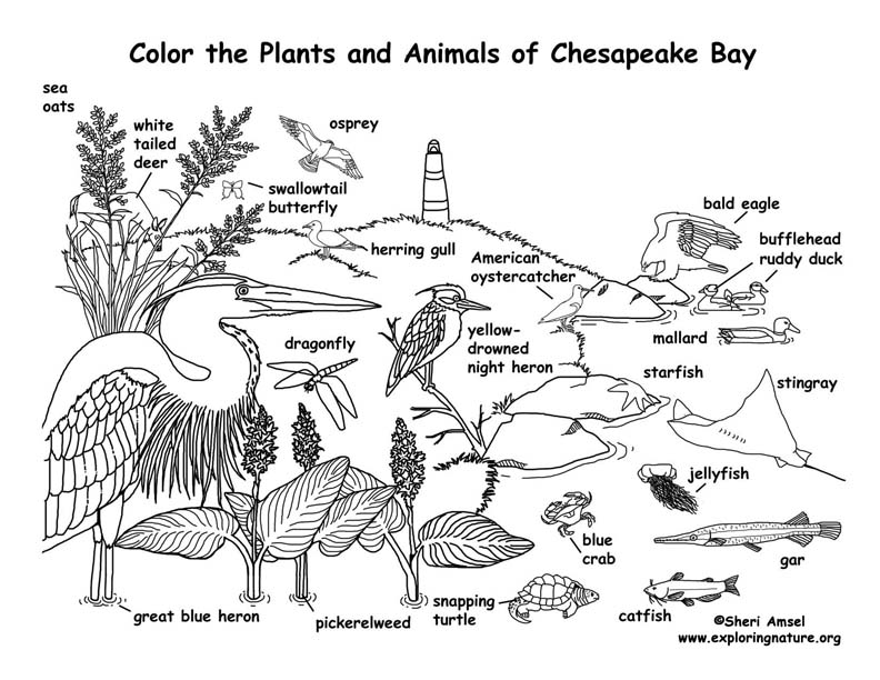Chesapeake Bay (Labeled) Coloring Page