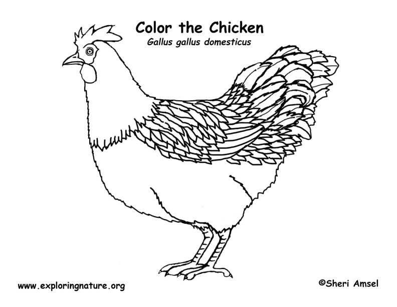 Chicken (Hen ) Coloring Page
