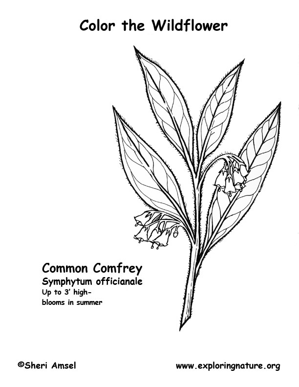 Comfrey Coloring Page
