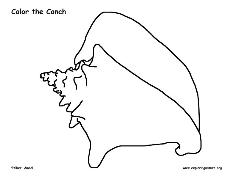 Conch Coloring Page