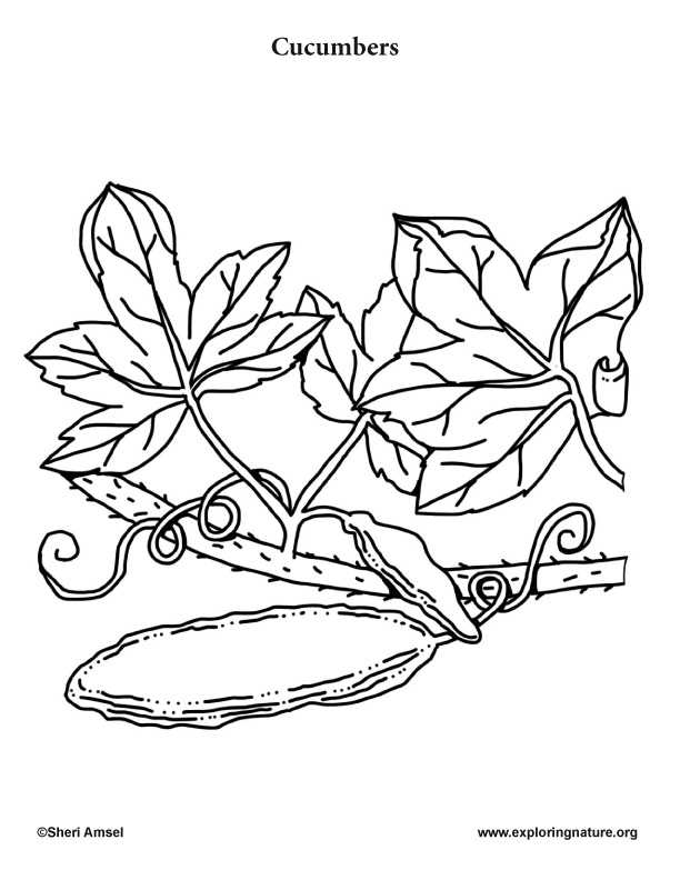 cucumber coloring page