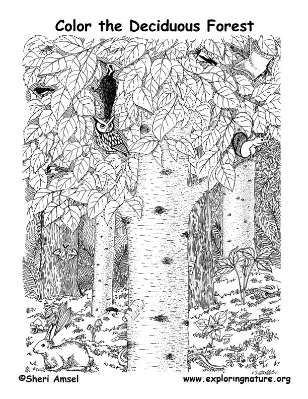 Deciduous Forest Coloring Page