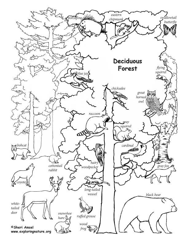 Deciduous Forest with Animals Coloring Page