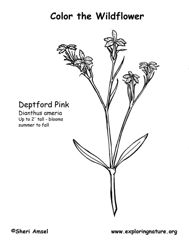 Depford Pink Coloring Page