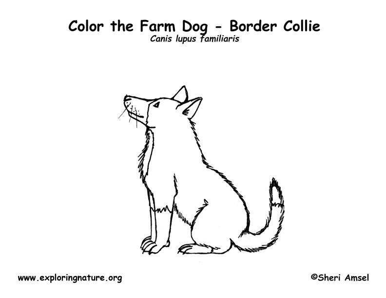 Dog Labeling Page