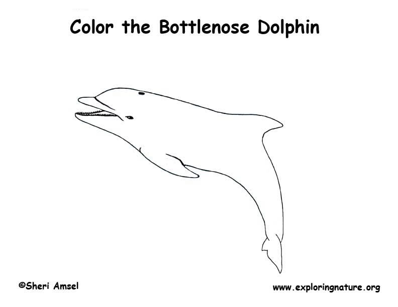 Dolphin Coloring Page, Bottlenose Dolphin Coloring Page