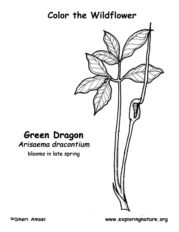 Dragon (Green) Wildflower Coloring Page