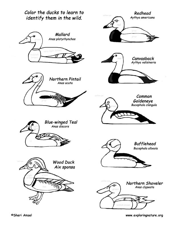 Ducks Coloring Page