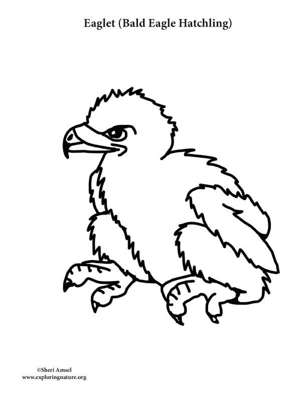 Eaglet (Bald Eagle Hatching) Coloring Page