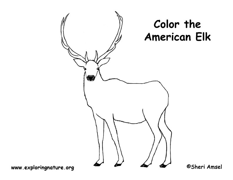 Elk Coloring Page