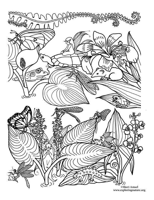 Fairy Wetland Coloring Page