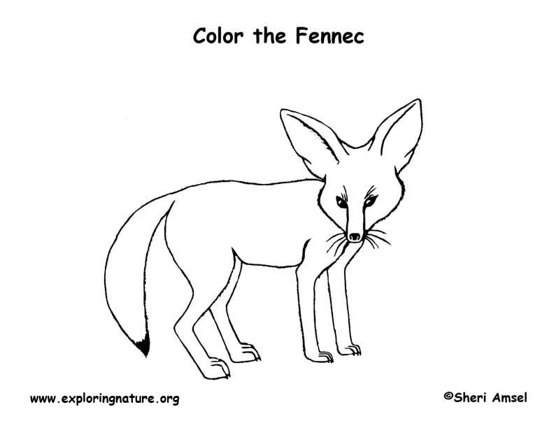 Fennec Fox Coloring Page