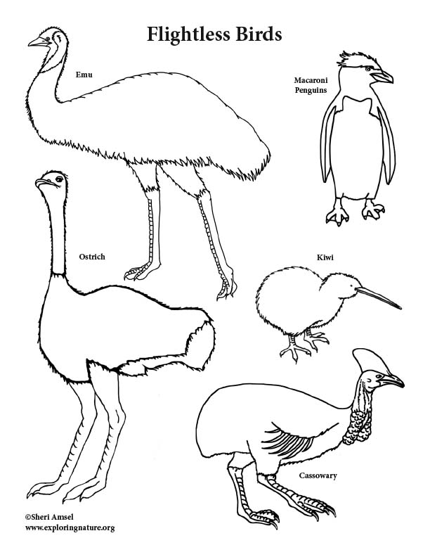 Flightless Birds Coloring Page