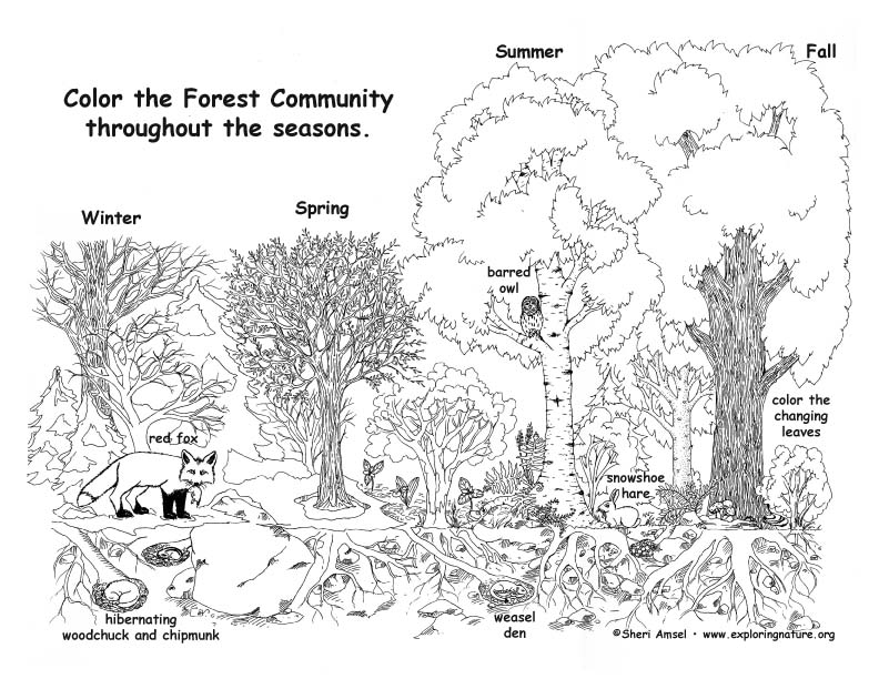 Forest Community Throughout the Year - Coloring Page