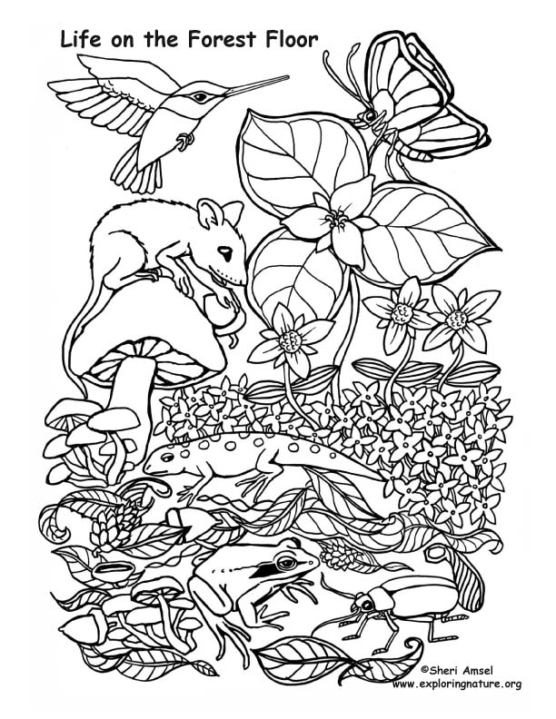 Life on the Forest Floor Coloring Page
