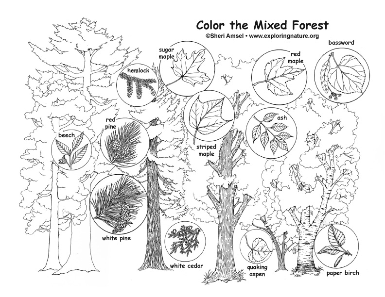 Mixed Forest Coloring Page
