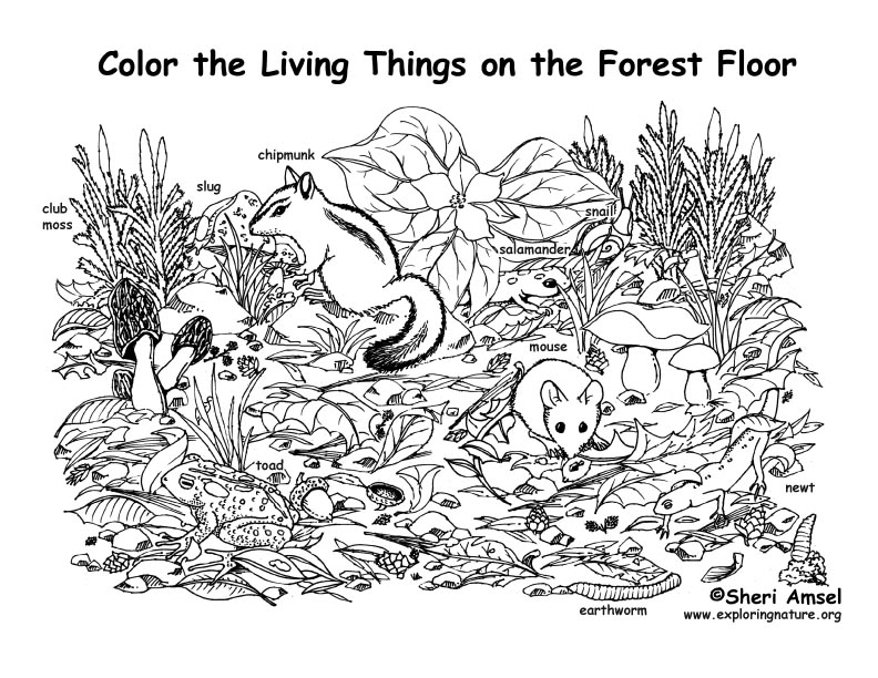 Forest Floor (Labeled) Coloring Page