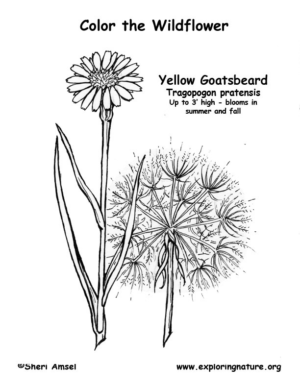 Fuzzy Goatsbeard Coloring Page