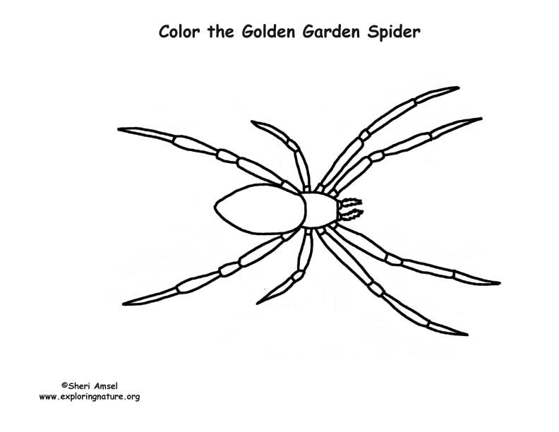 Golden Garden Spider Coloring Page