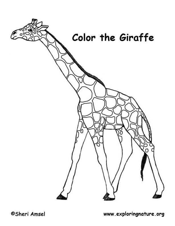 Giraffe Coloring Page