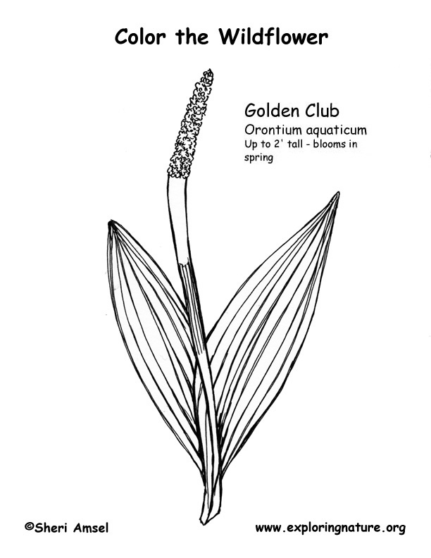 Golden Club Coloring Page