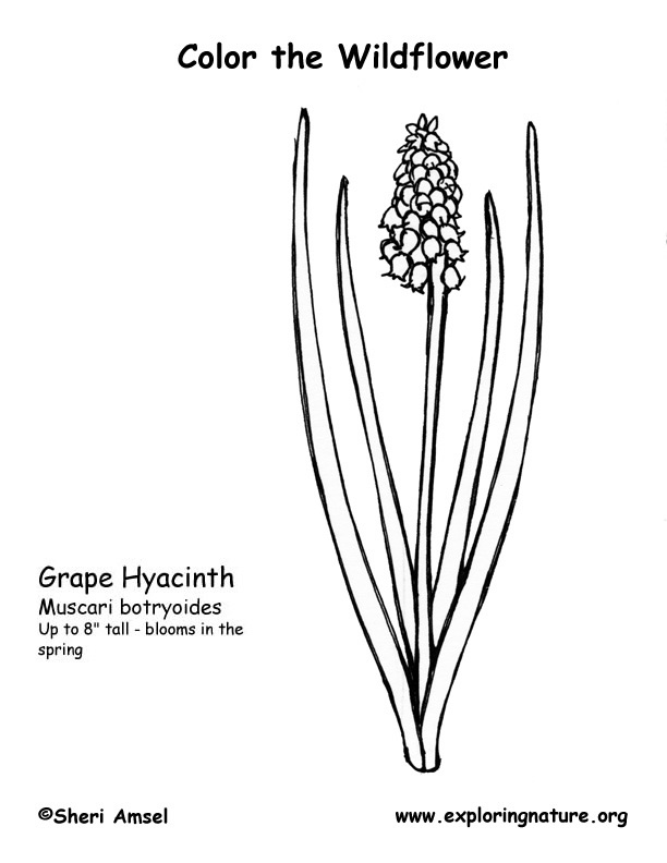 Grape Hyacinth Coloring Page
