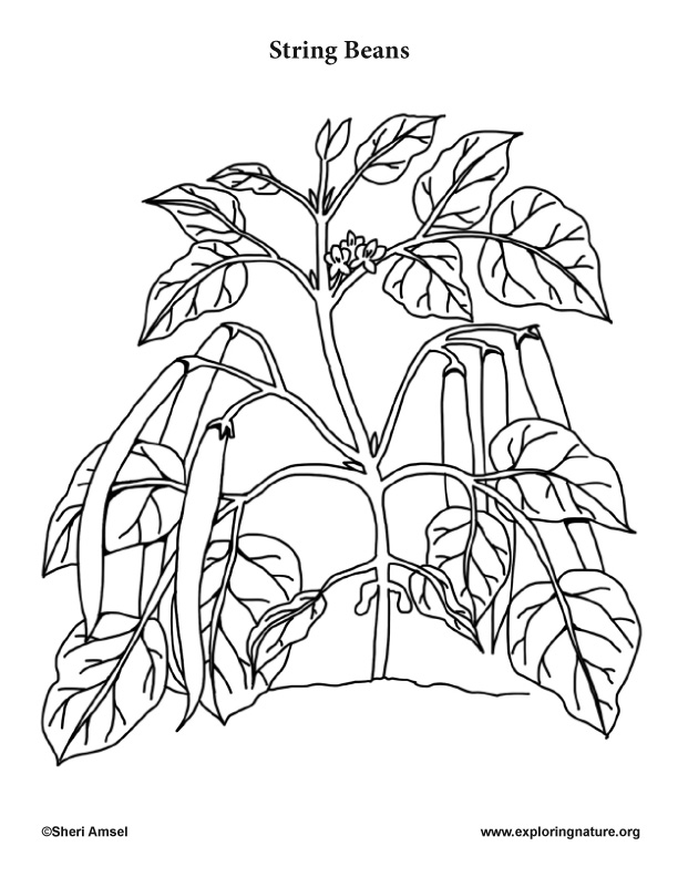 green bean coloring page, bush beans, sting beans coloring page