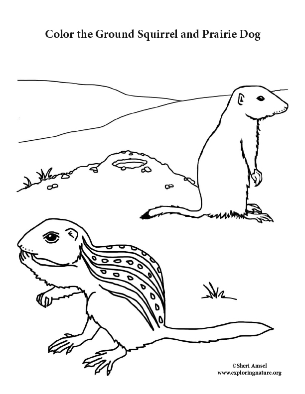 Ground Squirrel and Prairie Dog Coloring Page