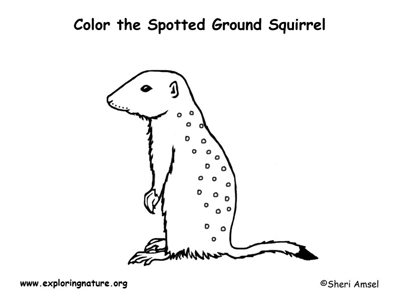 Spotted Ground Squirrel Coloring Page
