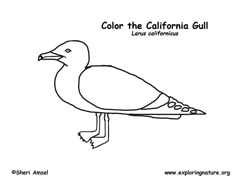 Gull (California) Coloring Page