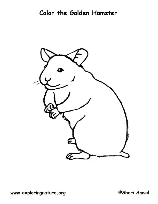 Hamster Coloring Page