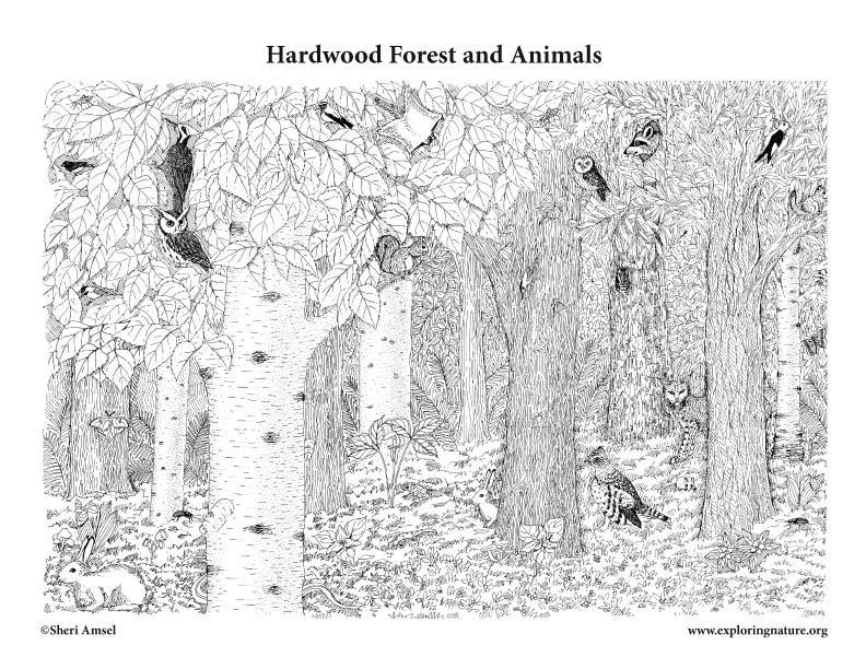 Hardwood Forest and Animals Coloring Page