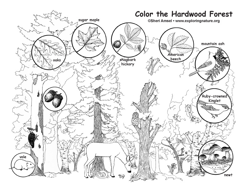 Hardwood Forest Coloring Page
