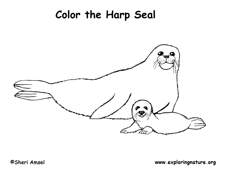 Harp Seal Coloring Page