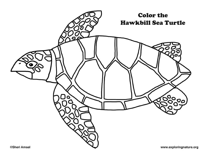 Sea Turtle (Hawkbill) Coloring Page