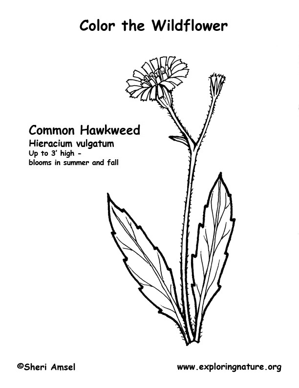 Hawkweed Coloring Page