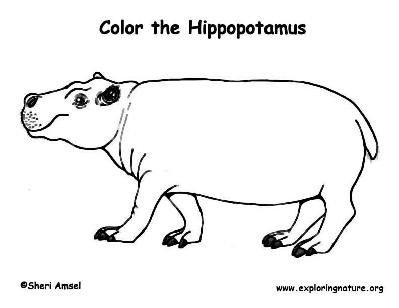 Hippopotamus Coloring Page