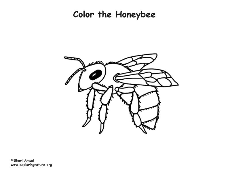 Honeybee Coloring Page