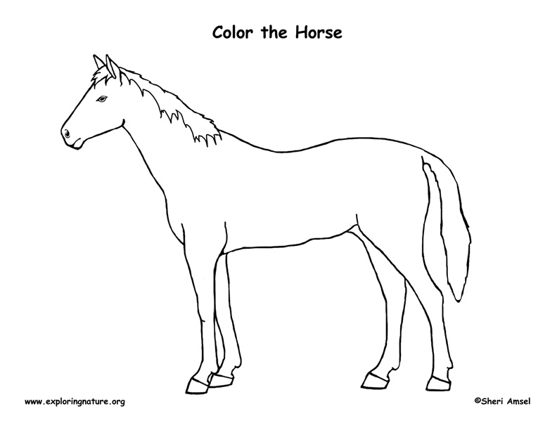 Horse Coloring Page
