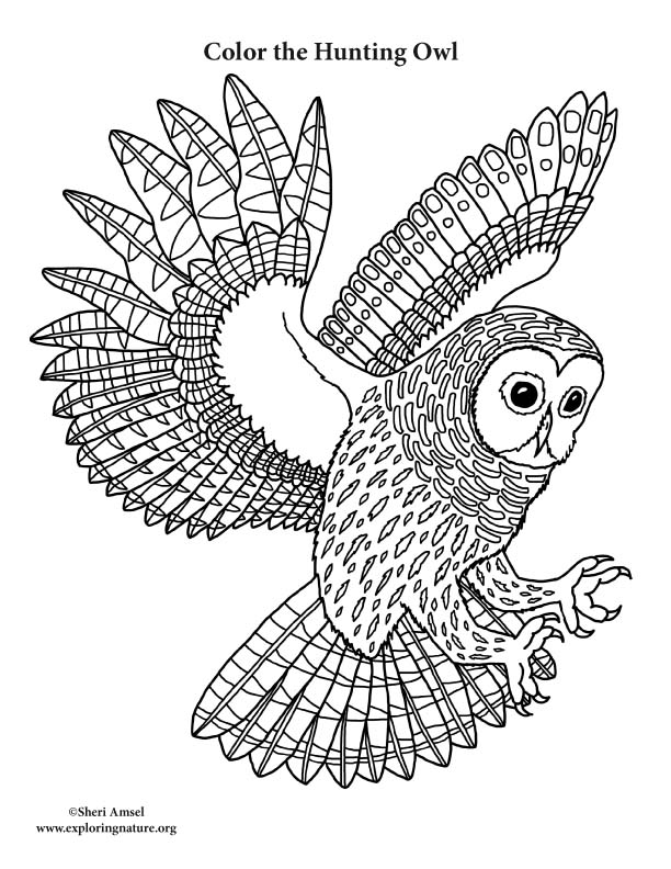 Owl Hunting Coloring Page